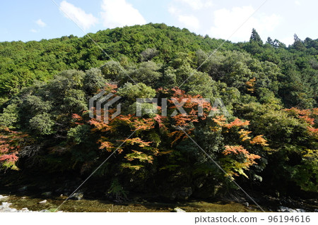 Higashiyoshino Village Autumn Leaves Mountain 96194616