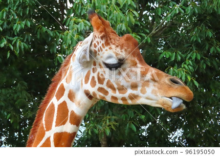 網紋長頸鹿 96195050