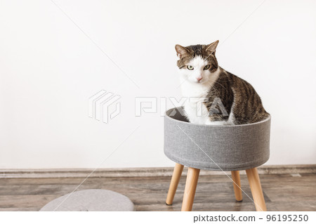 Cute fat domestic cat sits in trendy stool with a lid and build-in storage space. Side view, white wall, copy space. Modern mulrifunctiional chair with wooden legs. Round gray linen pouffe Cute fat domestic cat sits in trendy stool with a lid and build-in storage space. Side view, white wall, copy space. Modern mulrifunctiional chair with wooden legs. Round gray linen pouffe 96195250