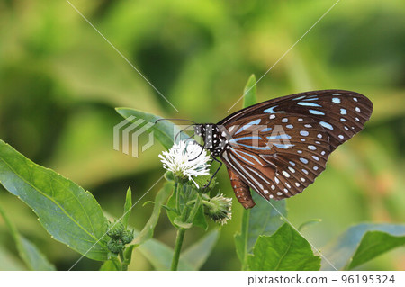 藍斑蝶（淡紋藍斑蝶、淡藍蝶、菊蝶）橫岡水菊 96195324