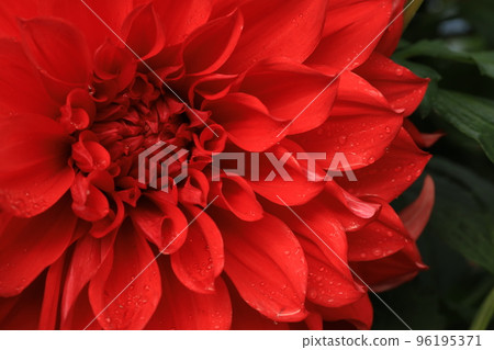 Red dahlia 96195371