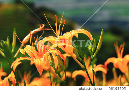 斷金針花 斷金針花 96195505