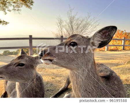 Deer on the summit of Mount Wakakusa 96195588