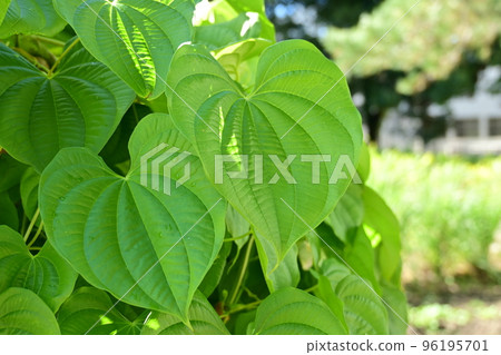 太空馬鈴薯（空氣馬鈴薯）山芋科葉脈 96195701