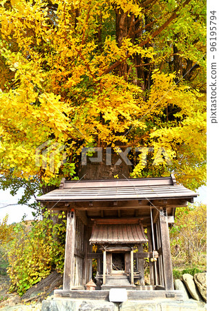 Kunigami, Minano Town, Saitama Prefecture Large ginkgo tree in autumn colors Kunigami, Minano Town, Saitama Prefecture Large ginkgo tree in autumn colors 96195794