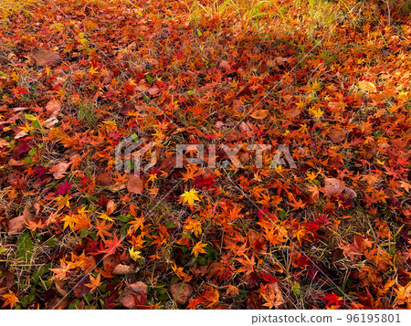 A maple carpet in a quiet park with no one in it 96195801