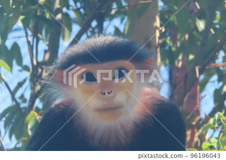 杜鵑花krangour 杜鵑花krangour 96196043