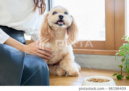 Living with dogs 96196409