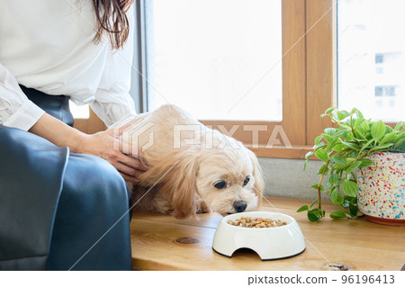 Living with dogs 96196413