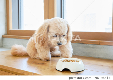 Living with dogs 96196417