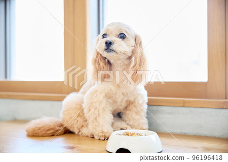 與狗同住 96196418