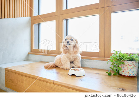 與狗同住 96196420