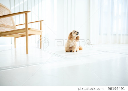 與狗同住 96196491