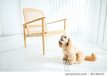 Living with dogs 96196493