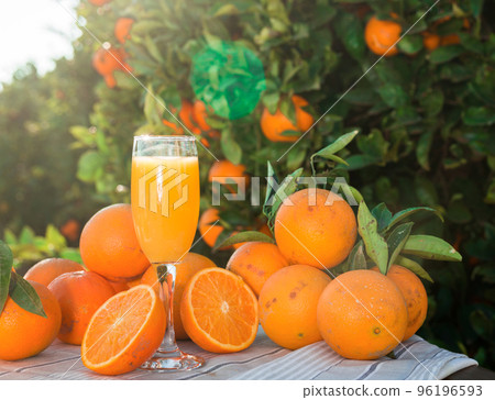 orange juice and oranges on table in orchard orange juice and oranges on table in orchard 96196593