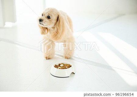 與狗同住 96196654