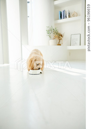 與狗同住 與狗同住 96196659