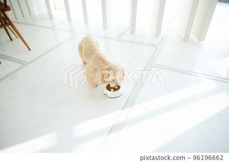 與狗同住 96196662