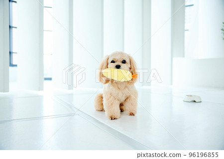 玩玩具的玩具貴賓犬 玩玩具的玩具貴賓犬 96196855