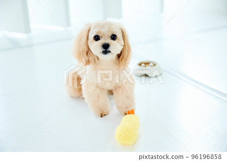 Toy poodle playing with toys 96196858