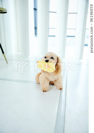 Toy poodle playing with toys 96196859
