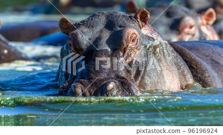 Hippo Animals Waterhole Close-Up Wildlife 96196924
