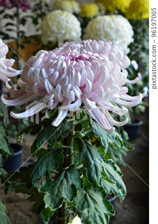 賞花大菊淺紫 96197005