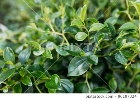 Peperomia obtusifolia texture. Creative layout made of green leaves. Nature background. Closeup of rounded green leaves of baby rubberplant 96197324