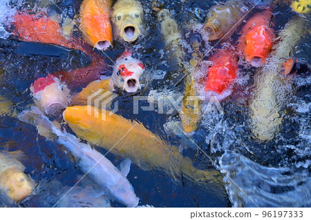 一群張嘴覓食的鯉魚 96197333