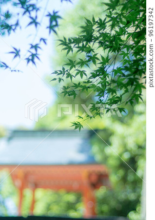 The fresh green of the maple that wraps around the shrine on Mt. Kotohira, Kagawa 96197342