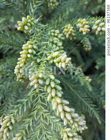 Sugi pollen 96197366