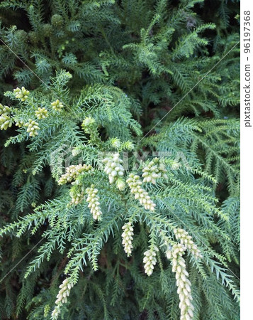 Sugi pollen 96197368