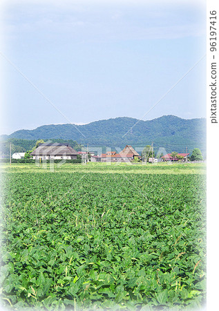 Landscape of a green wide soybean field (illustration style) Landscape of a green wide soybean field (illustration style) 96197416