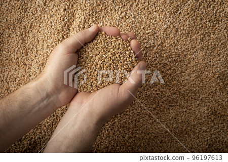 Human caucasian handfuls with wheat kernels over grain background Human caucasian handfuls with wheat kernels over grain background 96197613