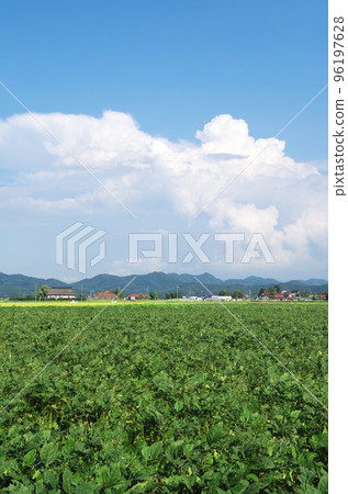 Landscape of green wide soybean field with blue sky and thundercloud 96197628