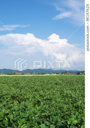 藍天雷雲綠大大豆田景觀 96197629