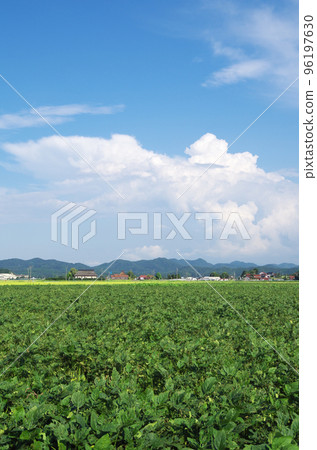 藍天雷雲綠大大豆田景觀 96197630