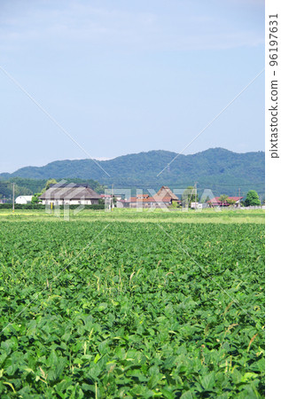 綠色寬大的大豆領域風景 96197631