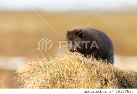 Close-up of a blue morph Arctic fox standing on grass Close-up of a blue morph Arctic fox standing on grass 96197653
