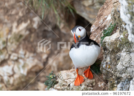 Close up of Atlantic puffin perched on a cliff edge 96197672
