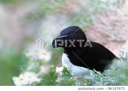 Close up of a Razorbill nesting on a cliff 96197673