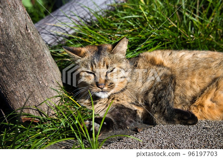 Stray of cute Kijitora spending leisurely Stray of cute Kijitora spending leisurely 96197703