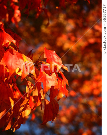 Red autumn leaves Red autumn leaves 96197717