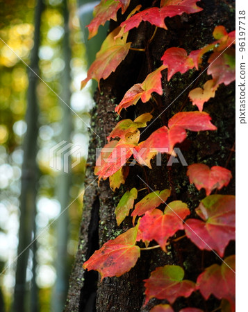 Autumn leaves and bamboo groves Autumn leaves and bamboo groves 96197718