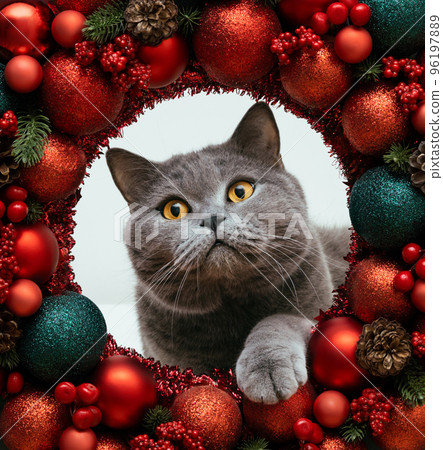 British cat peeks out of a round hole of Christmas red baubles.. Cute grey cat in a Christmas wreath or frame. New Year greeting card. Symbol of the year. British cat peeks out of a round hole of Christmas red baubles.. Cute grey cat in a Christmas wreath or frame. New Year greeting card. Symbol of the year. 96197889