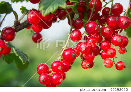 Branch of red currant berries in the garden Branch of red currant berries in the garden 96198020
