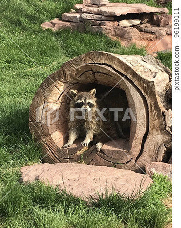 A raccoon peeking out from behind a tree A raccoon peeking out from behind a tree 96199111