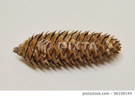 拍攝德國雲杉松布穀鳥鐘擺錘仿德國雲杉 拍攝德國雲杉松布穀鳥鐘擺錘仿德國雲杉 96199144