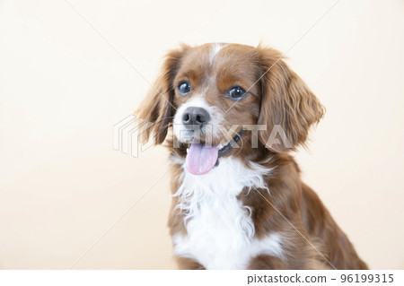 Bust up of a smiling mixed dog 96199315