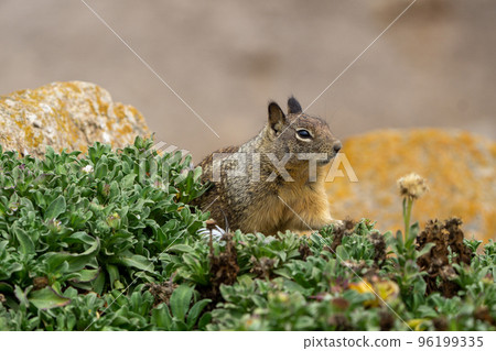 Close up picture of a cute California ground squirrel at 17 Mile Drive Close up picture of a cute California ground squirrel at 17 Mile Drive 96199335